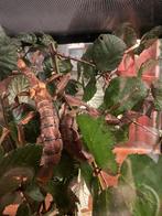 Autralische Flappentakken, Dieren en Toebehoren, Wandelende tak