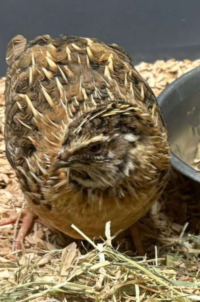 Jong Japans kwartel haantje., Dieren en Toebehoren, Vogels | Toebehoren, Overige typen, Ophalen