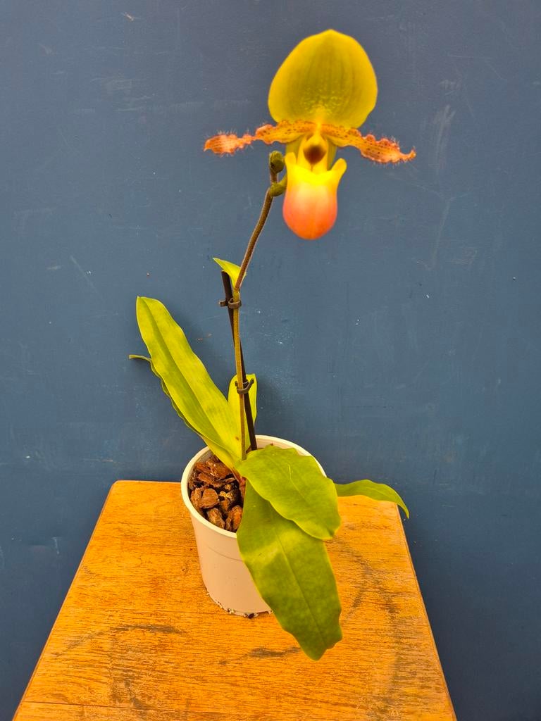 Orchidee Paphiopedilum Pinocchio p12 2 knop (6)