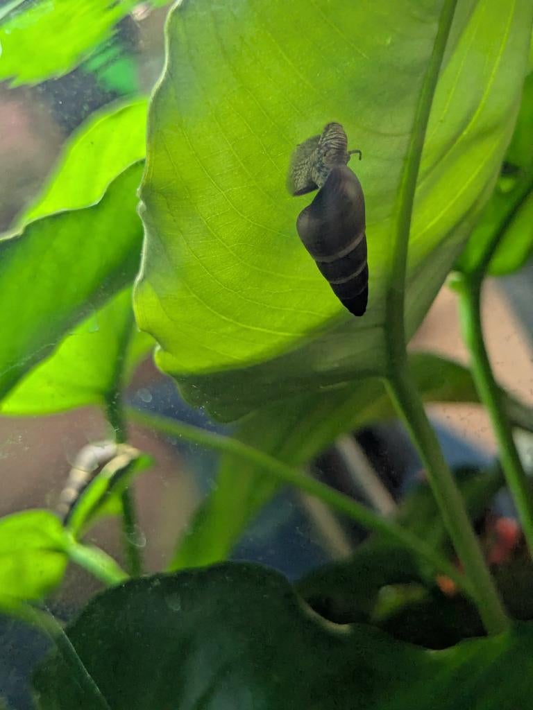 jonge slakken - Tylomelania - ‘Yellow Poso’, Dieren en Toebehoren, Slak of Weekdier