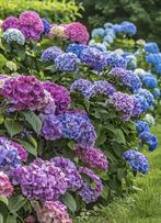 Ik ben op zoek naar gratis hortensia’s!, Ophalen of Verzenden, Overige soorten, Halfschaduw