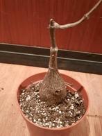 Petopentia natalensis with leaves, nice caudex, succulent, Huis en Inrichting, Kamerplanten, Verzenden, In pot, Halfschaduw, Minder dan 100 cm