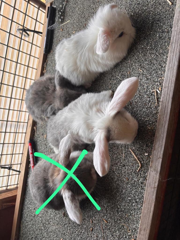 Hangoortjes, Dieren en Toebehoren, Konijnen, Meerdere dieren