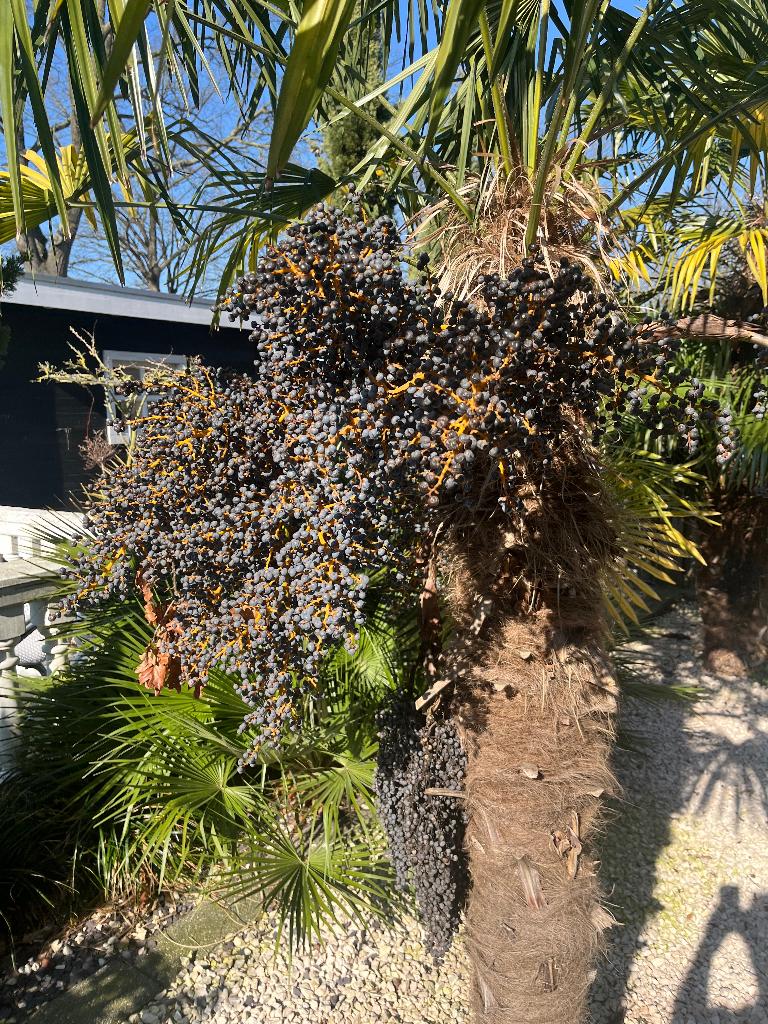 Zaad voor palmboom, Ophalen of Verzenden, Gehele jaar, Volle zon