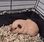 2 lieve cavias van juli, Dieren en Toebehoren, Knaagdieren, Juli, Mannelijk, Cavia