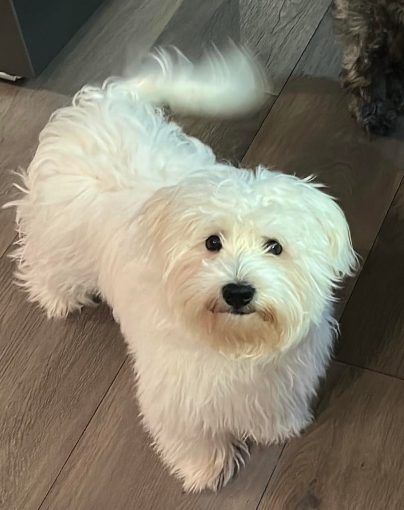 Lieve, sociale Westie x Bichon pup zoekt een warm mandje, Parvo, 15 weken tot 1 jaar, Reu, Eén hond