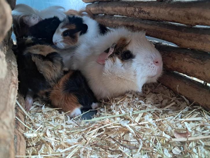 Jonge cavia's verwacht in April, Dieren en Toebehoren, Knaagdieren, Meerdere dieren, Cavia, April, Tam