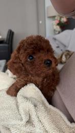 Toy poodle / Toypoodle / Toypoedel / Toy poedel, Poedel, 15 weken tot 1 jaar, Reu, Parvo
