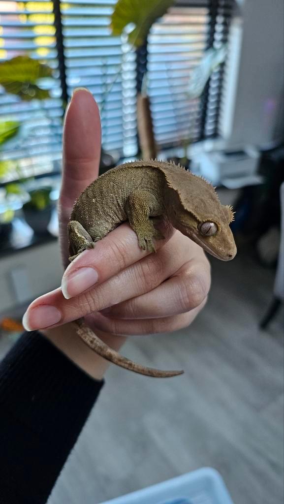 Wimpergekko vrouw Crested Gecko - female for sale from M