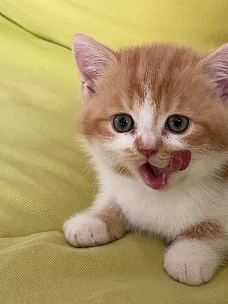 Brits Korthaar katertje red-tabby-wit (rood wit), Kater, 0 tot 2 jaar