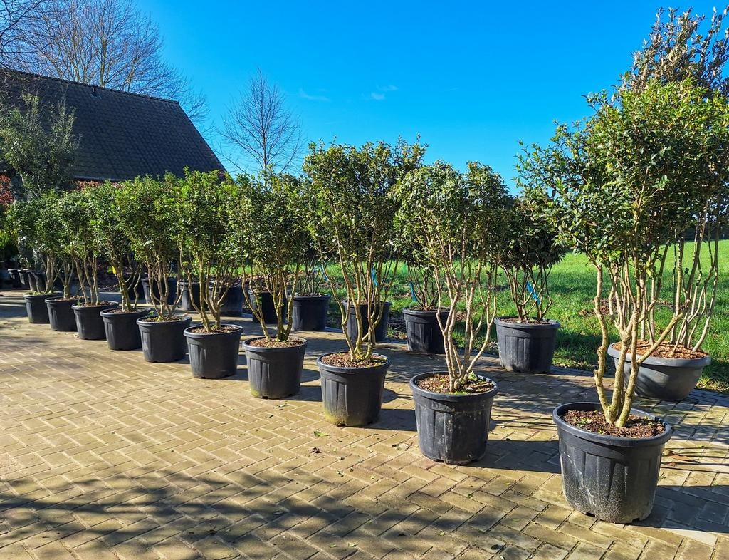 Osmanthus Burkwoodii meestammig, schijnhulst, Eén persoon, Ticket of Toegangskaart