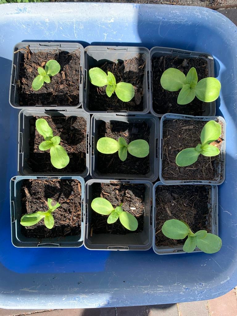 Zonnebloem stekjes, Overige soorten, Volle zon, Eenjarig, Ophalen of Verzenden