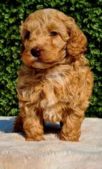 ❤️❤️Lieve en sociale mini labradoodle pups ❤️❤️ mini doodle, Parvo, Overige rassen, 8 tot 15 weken, Meerdere