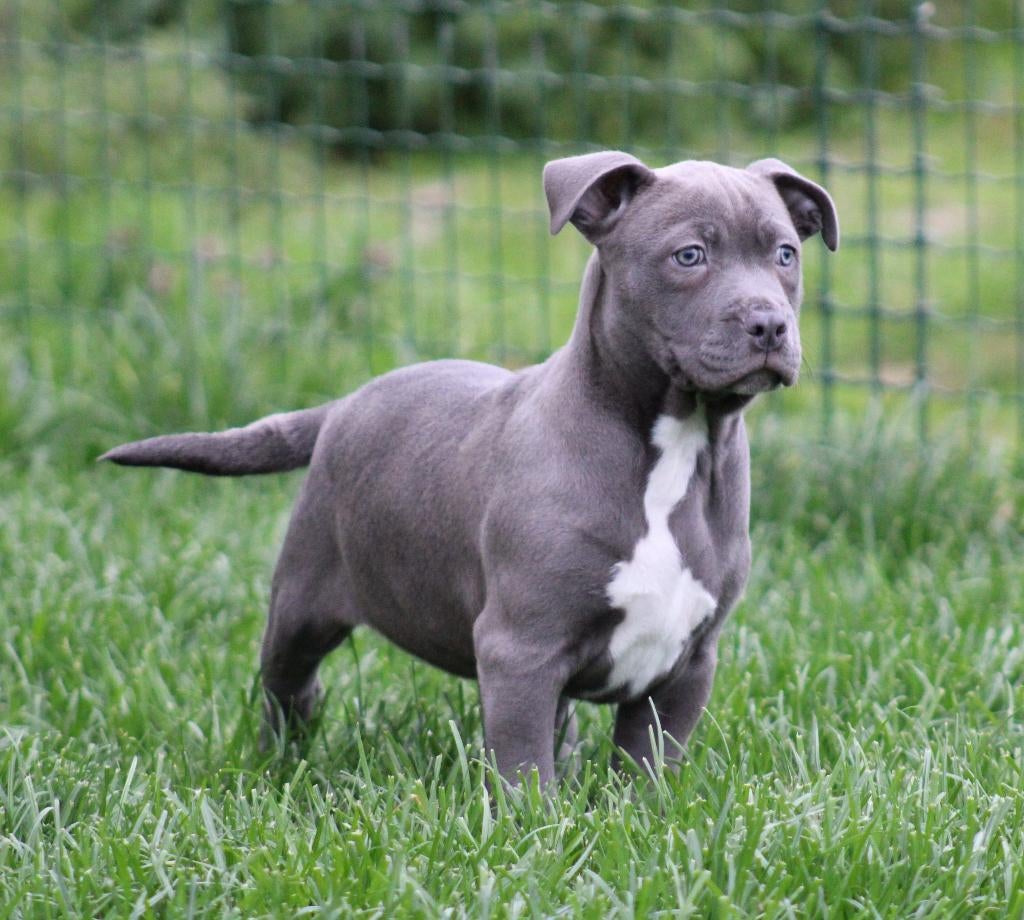 Amerikaanse Stafford pup, Dieren en Toebehoren, Honden | Jack Russells en Terriërs, Parvo, België, 8 tot 15 weken, American Staffordshire Terriër