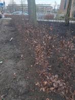 Rode beuk 80/100. 100 stuks MOET NU WEG, Tuin en Terras, Grind, Keien en Split, Ophalen of Verzenden