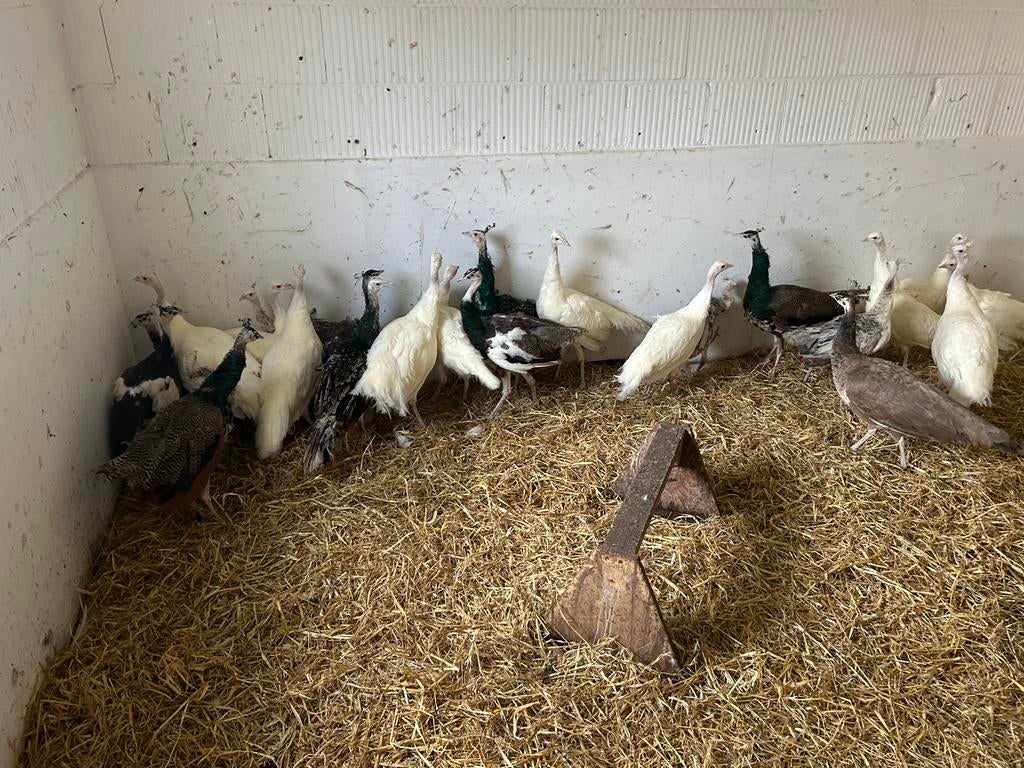 Pauwen, Dieren en Toebehoren, Pluimvee, Meerdere dieren, Overige soorten