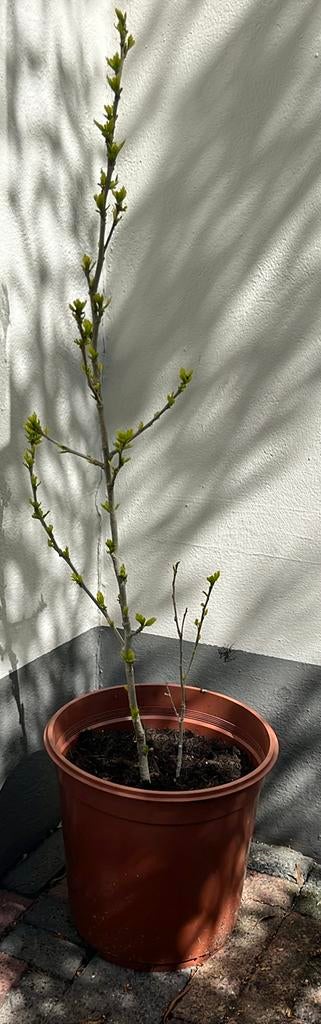 Blauwpaarse Hibiscus in biologische aarde, Volle zon, Vaste plant, Zomer, Ophalen