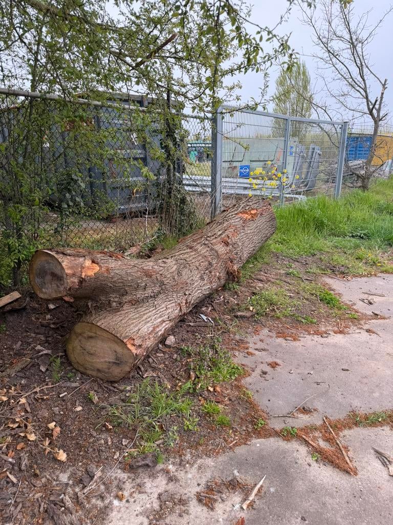 2 mooie  grote iepen stammem voor 450 euro zaaghout, Tuin en Terras, Haardhout, Minder dan 3 m³, Ophalen