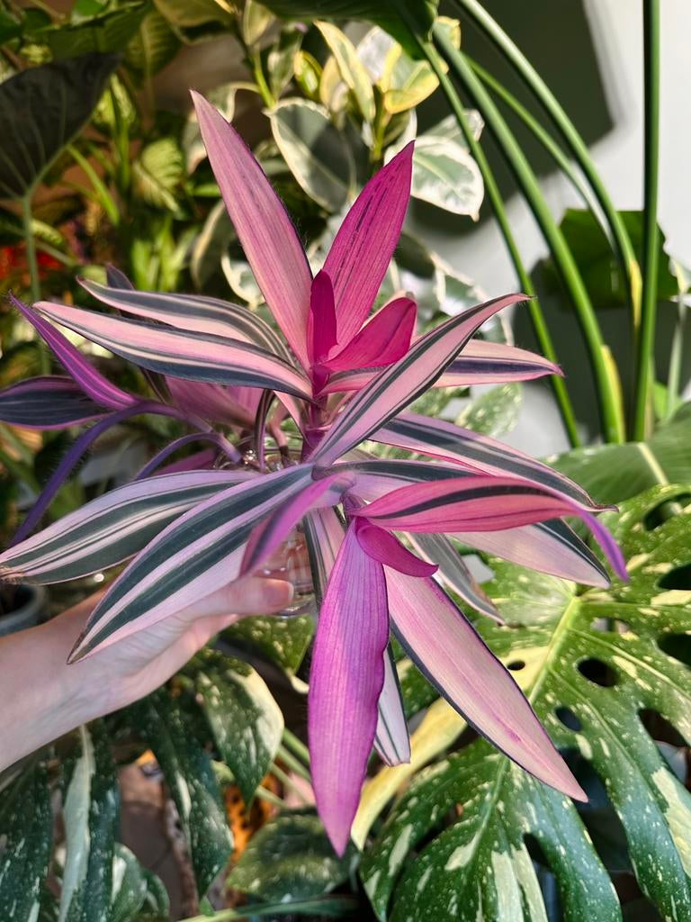 Tradescantia pallida pink stripe stek, Huis en Inrichting, Ophalen of Verzenden, Halfschaduw, Minder dan 100 cm