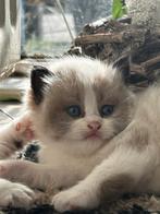 Nog 1 prachtige Ragdoll kittens (poesjes) met blauwe ogen, Dieren en Toebehoren, Katten en Kittens | Raskatten | Langhaar, Meerdere dieren