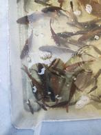 50 vissen, Dieren en Toebehoren, Vissen | Vijvervissen, Overige soorten