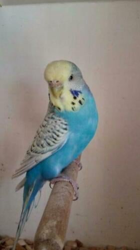 Jonge aan handen gewende en zelfstandige Grasparkieten, Dieren en Toebehoren, Vogels | Parkieten en Papegaaien, Meerdere dieren