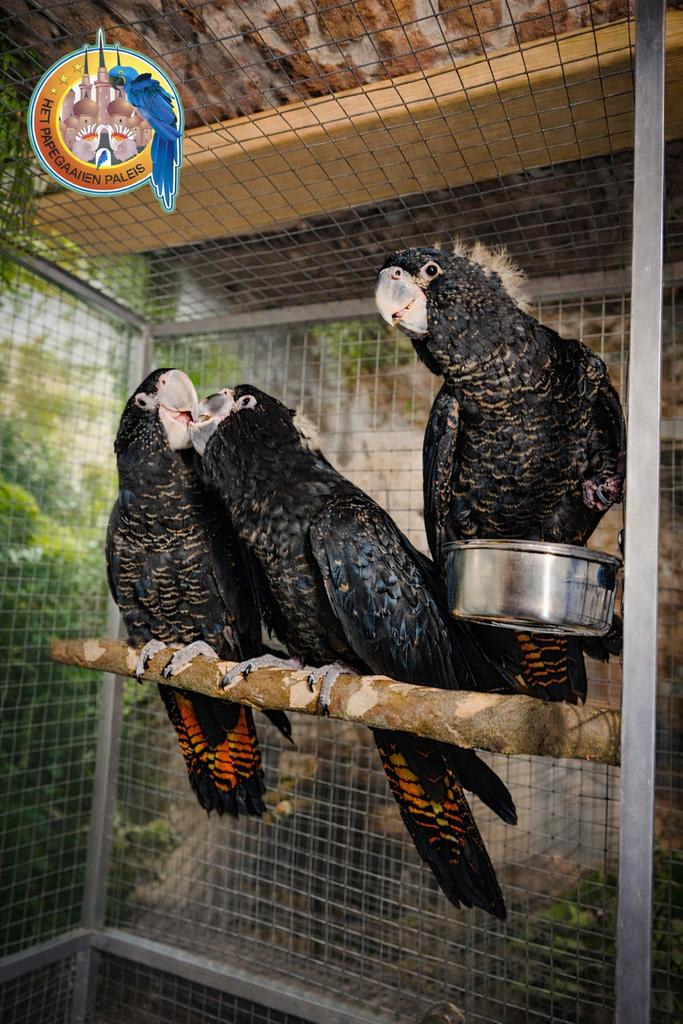 Jonge zwarteroodstaart kaketoe’s, Meerdere dieren, Papegaai, Pratend