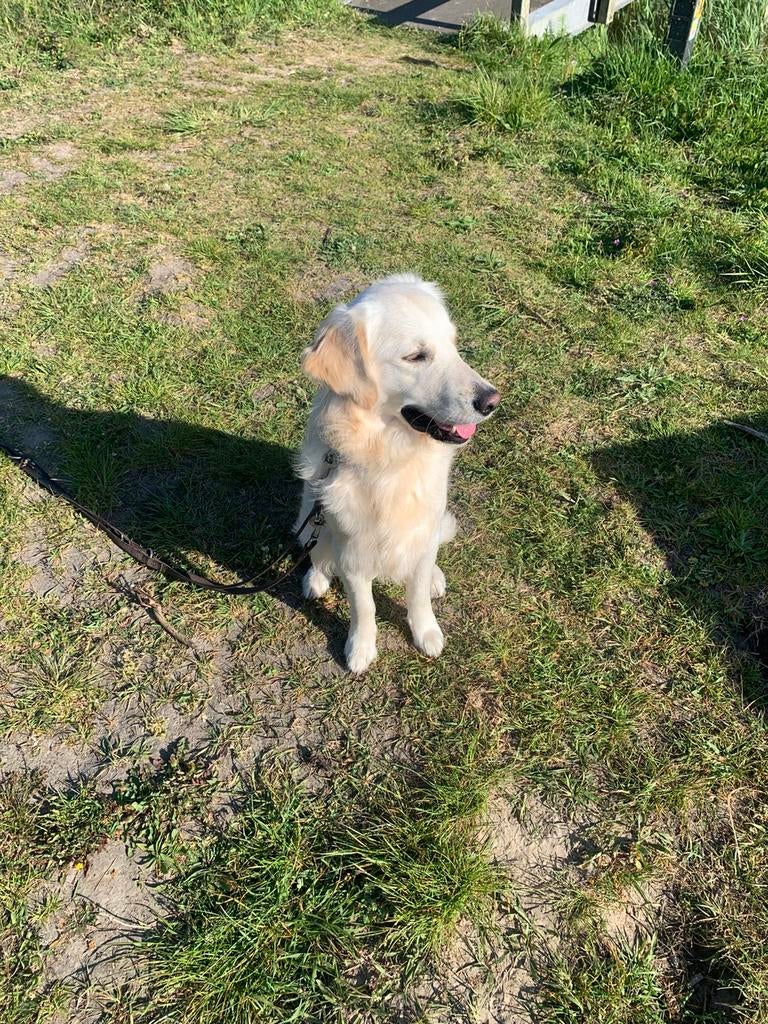 Golden retriever 11 maanden, Golden retriever, België, Particulier, 15 weken tot 1 jaar