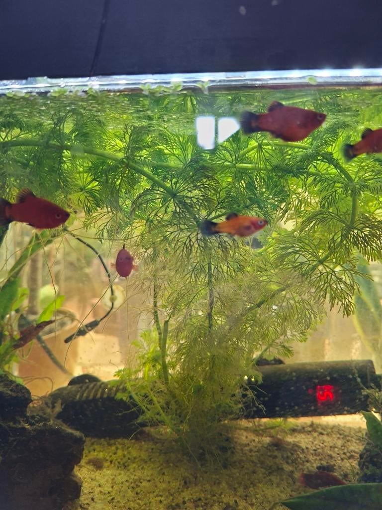 Jonge Platy's Wagtails, Vis