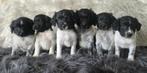 Friese Stabij puppy’s, Parvo, Nederland, 8 tot 15 weken, Meerdere