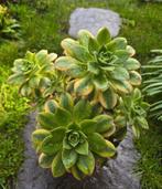 Aeonium Kiwi, Ophalen, Volle zon