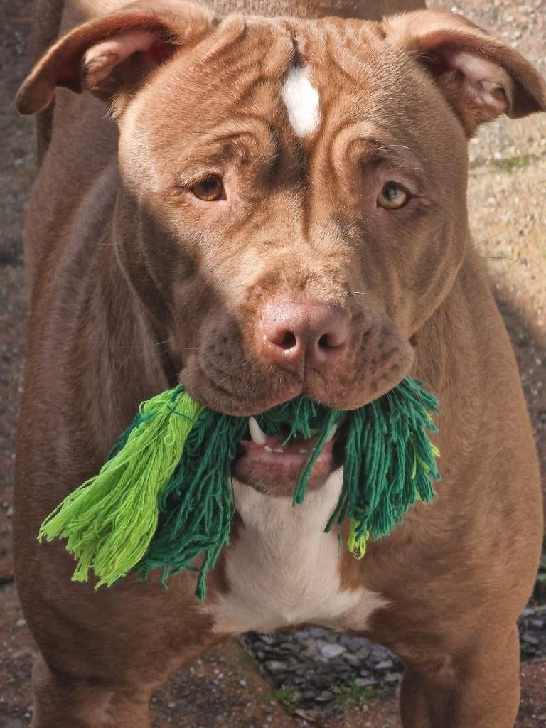 baasje gezocht, Dieren en Toebehoren, Teef, Eén hond, Nederland, Particulier