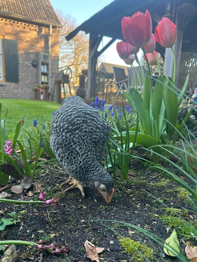 Mechelse koekkoek legkippen, Dieren en Toebehoren, Pluimvee, Vrouwelijk, Kip