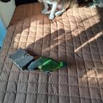 Te koop lieve tamme papegaai kan praten, Vrouwelijk, Papegaai, Pratend