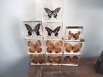 Opgezette vlinders in hars 10 stuks, Huis en Inrichting, Ophalen of Verzenden