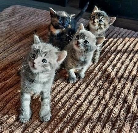 Kittens kruising Ragdoll/ Noorse Boskat/ Britse Korthaar, Meerdere dieren, Langharig, 0 tot 2 jaar