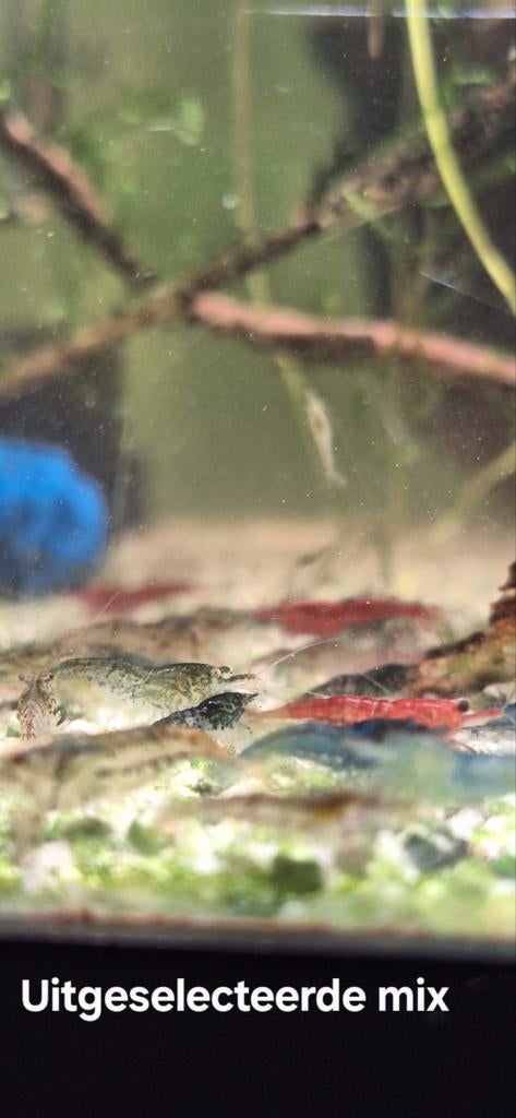 Uitgeselecteerde neocaridina garnalen, Kreeft, Krab of Garnaal, Zoetwatervis, Schoolvis