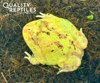 hoornkikker - Ceratophrys Cranwelli (Albino & Strawberry), Dieren en Toebehoren, Reptielen en Amfibieën, Amfibie, Met terrarium