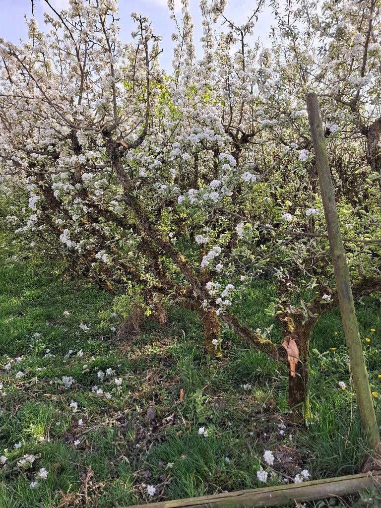 Perenbomen: Conference en Gieser Wildeman, Ophalen, Lente, Volle zon, Perenboom