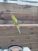 Elegant grijsvleugel man, Mannelijk, Parkiet, Geringd