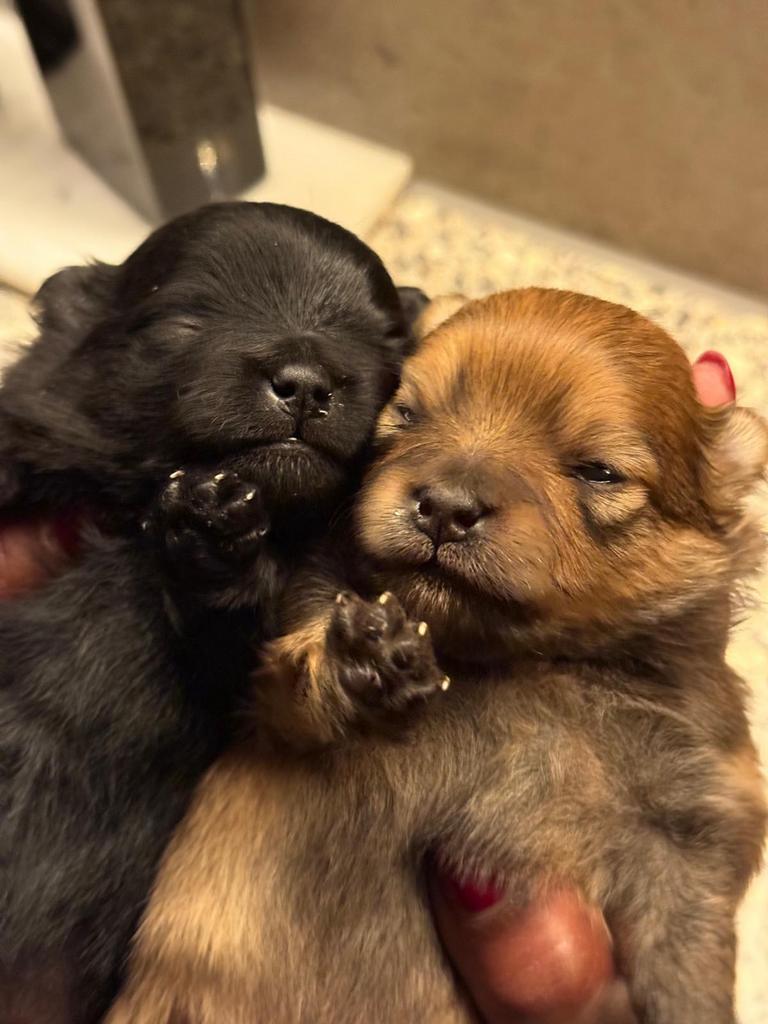 Pomeriaan pups, Dieren en Toebehoren, Honden | Poolhonden, Keeshonden en Oertypen, Overige rassen, 8 tot 15 weken, Parvo, Meerdere