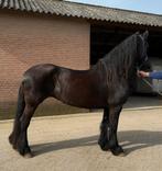 1e premie stermerrie vol papier, Merrie, 160 tot 165 cm, 11 jaar of ouder