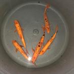 Goudwinde, Dieren en Toebehoren, Vissen | Vijvervissen, Karper of Koi