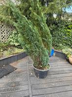 Grote conifeer in pot, Volle zon, Vaste plant, Bloeit niet, Ophalen