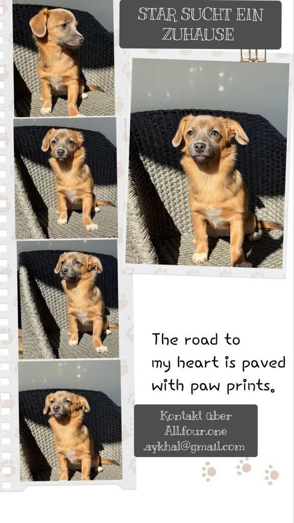 Kleine teef 5 maanden pup, Particulier, 15 weken tot 1 jaar, Overige rassen, Buitenland