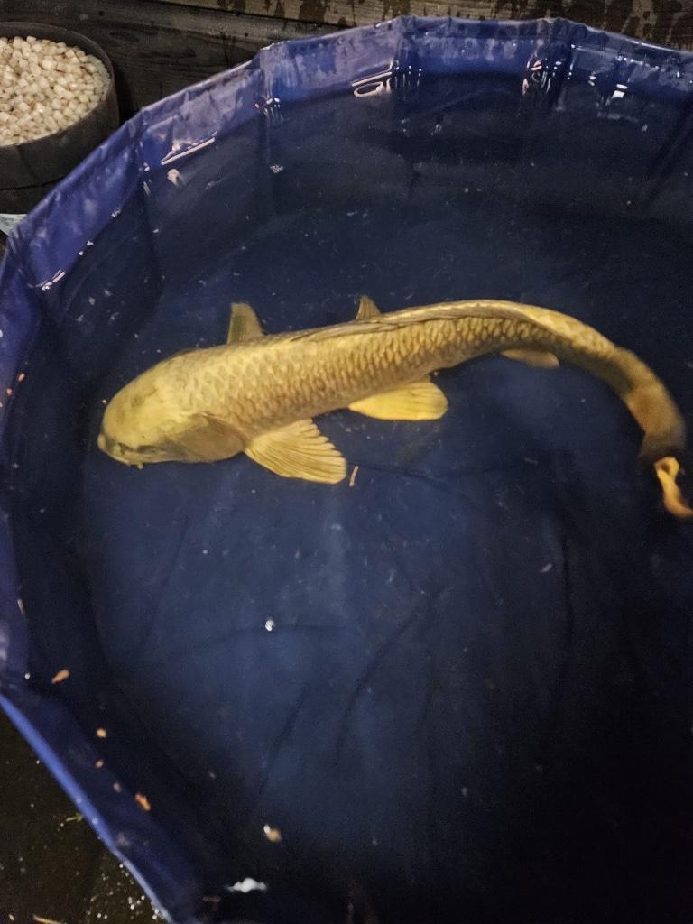 Mukashi Ogon japanse koi, Dieren en Toebehoren, Vissen | Vijvervissen, Karper of Koi