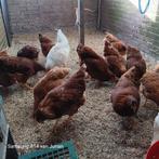 Leghennen, Dieren en Toebehoren, Vrouwelijk, Kip