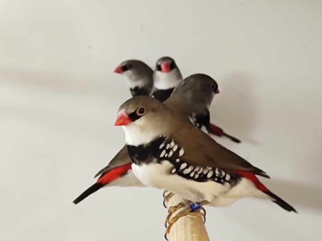 Tropische vogels | Veel keuze | Passend advies, Dieren en Toebehoren, Meerdere dieren