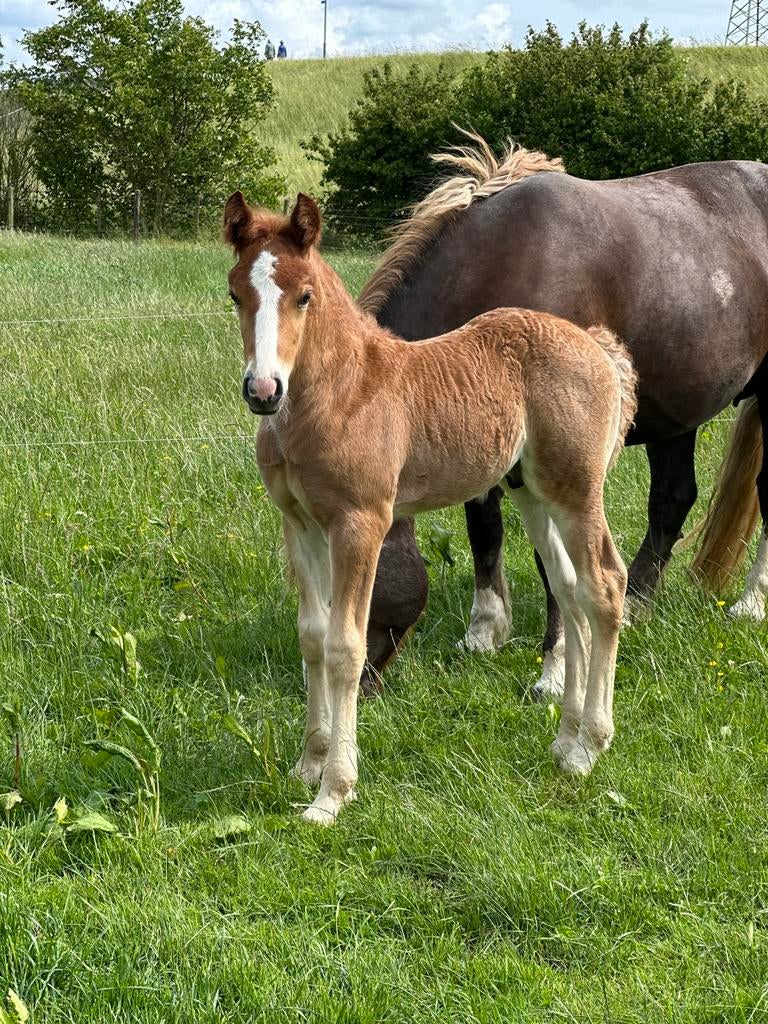 Ontzettend lieve en stoere Schwarzwälder Fuchs te koop!, Ruin, 0 tot 2 jaar