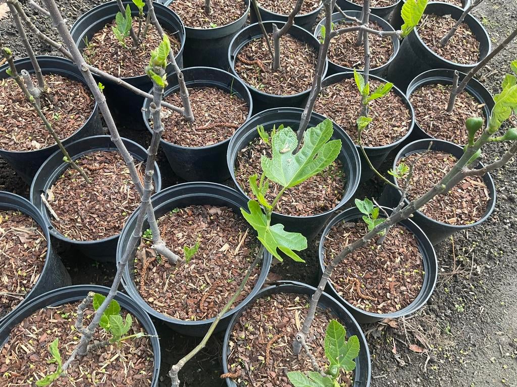 Vijgenplanten - Vijgenstruik - Ficus carica *Brown Turkey *, Tuin en Terras, Ophalen, Overige soorten, Volle zon